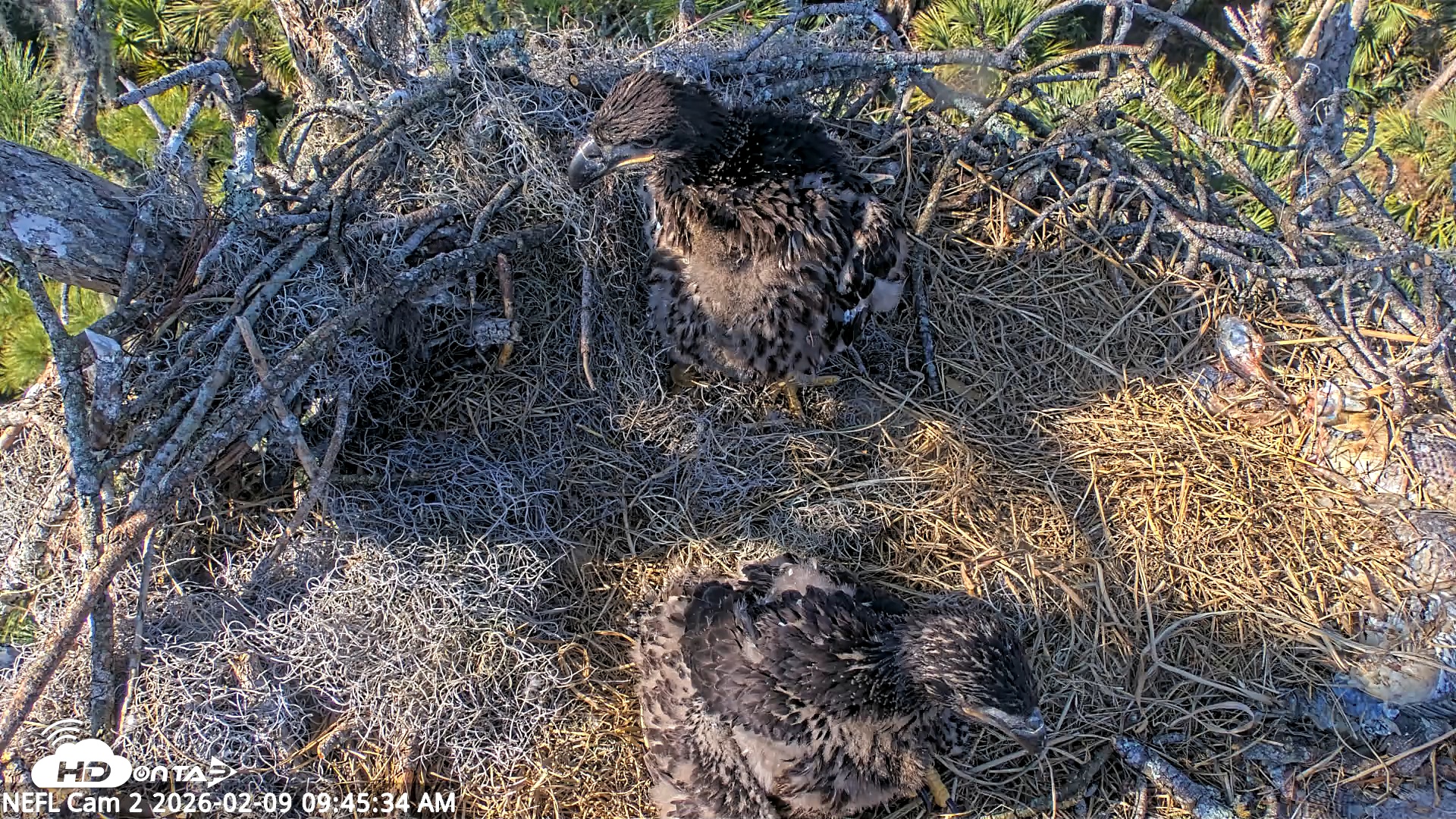 Snapshot of NE Florida Eagles Live Webcam taken Feb 9, 2026, 9:46am EST