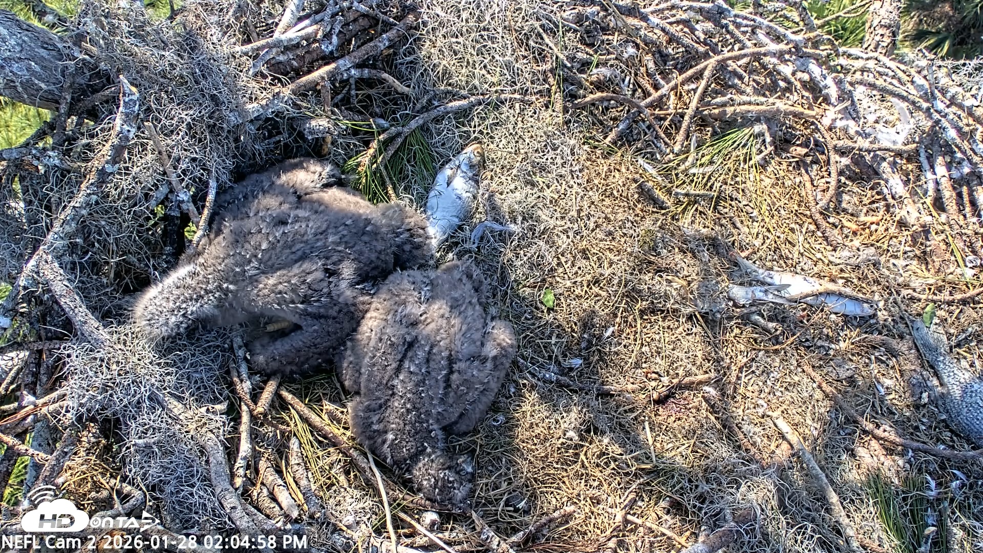 Snapshot of NE Florida Eagles Live Webcam taken Jan 28, 2026, 2:05pm EST