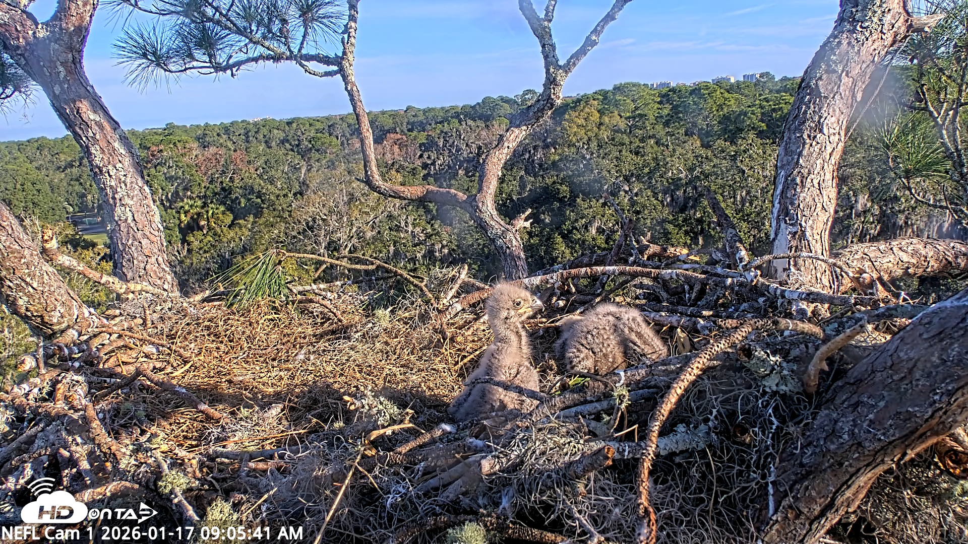 Snapshot of NE Florida Eagles Live Webcam taken Jan 17, 2026, 9:06am EST