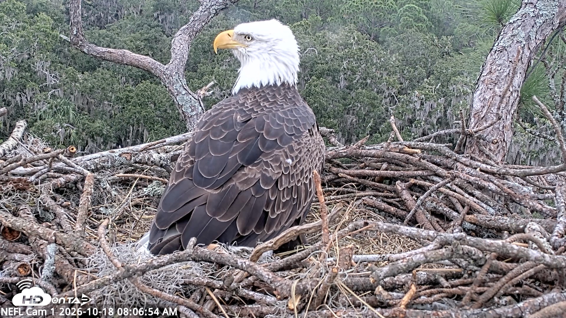 Snapshot of NE Florida Eagles Live Webcam taken Oct 18, 2026, 8:07am EDT