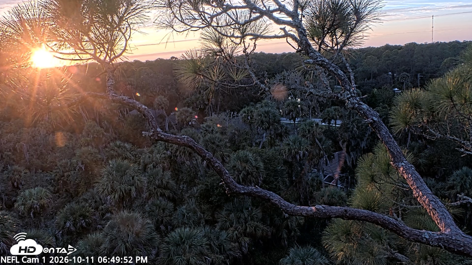 Snapshot of NE Florida Eagles Live Webcam taken Oct 11, 2026, 6:50pm EDT