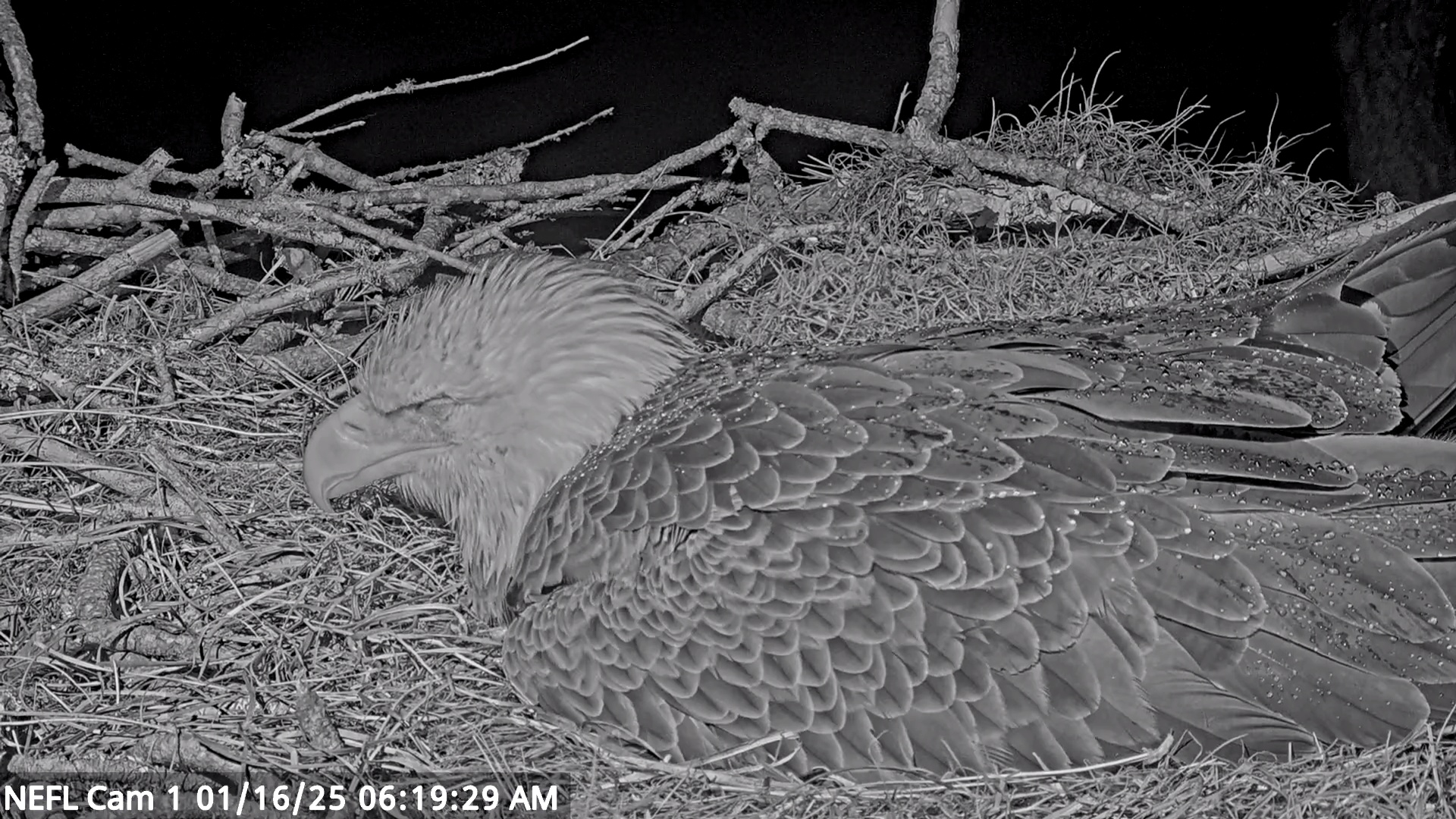 Snapshot of NE Florida Eagles Live Webcam taken Jan 16, 2025, 6:19am EST
