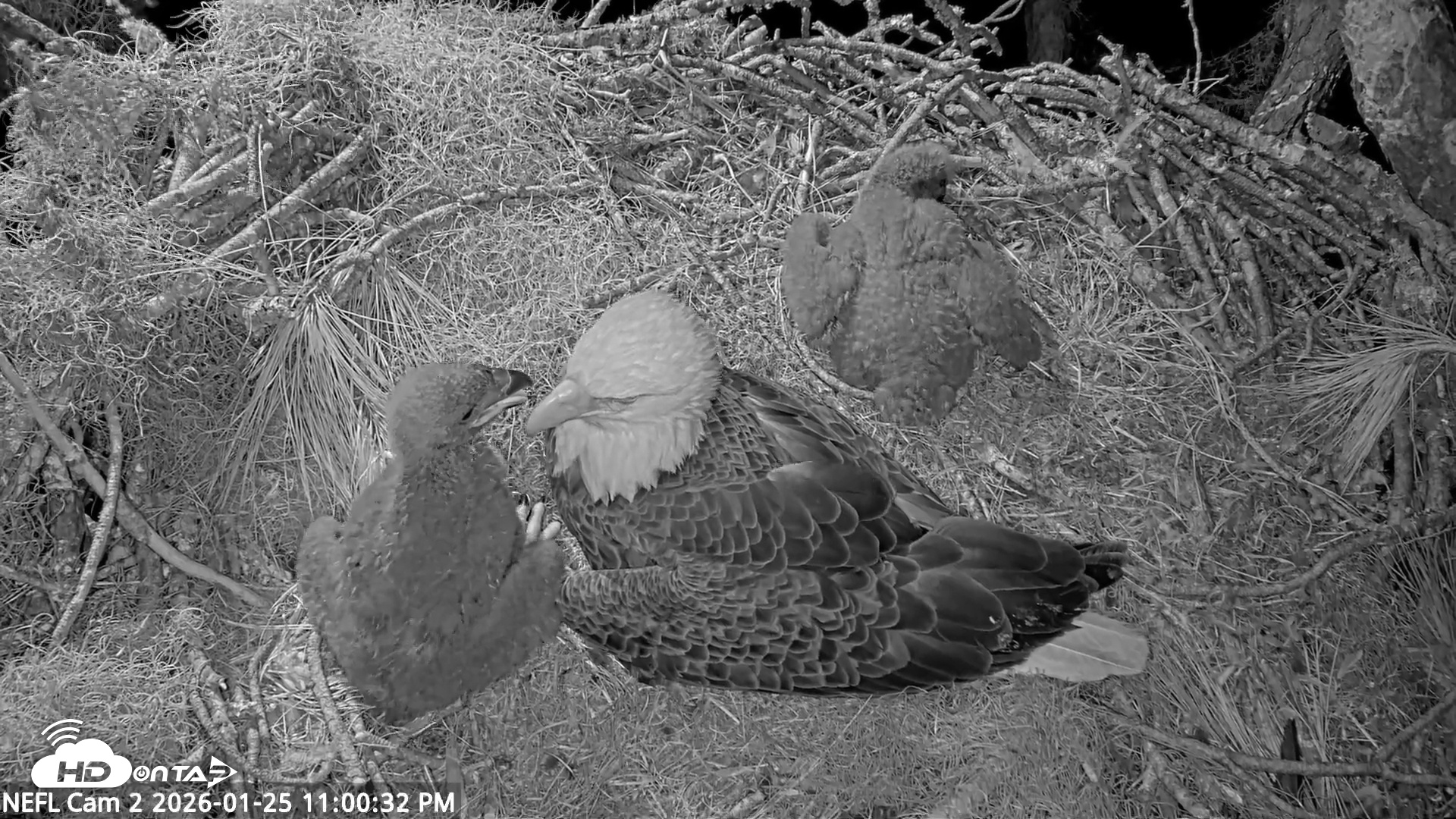 Snapshot of NE Florida Eagles Live Webcam taken Jan 25, 2026, 11:01pm EST