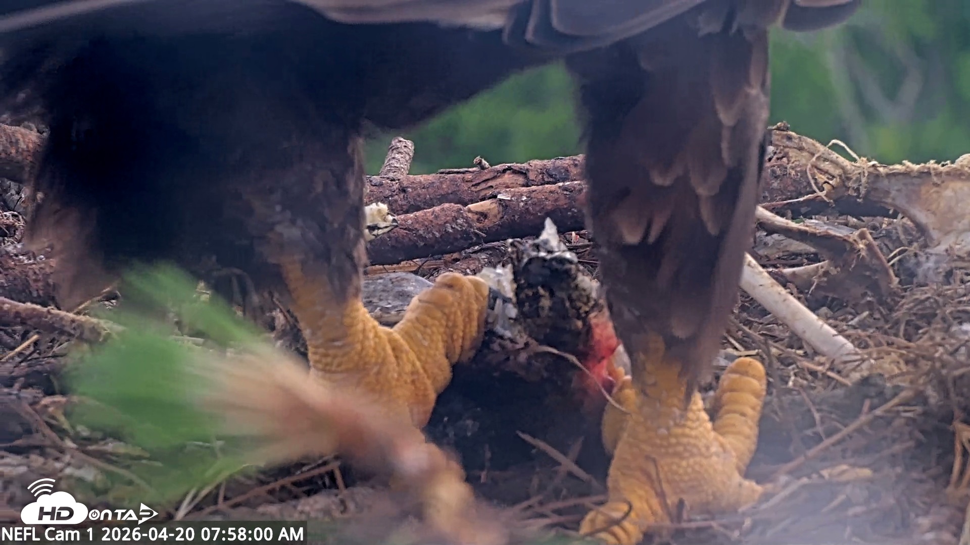 Snapshot of NE Florida Eagles Live Webcam taken Apr 20, 2026, 8:00am EDT