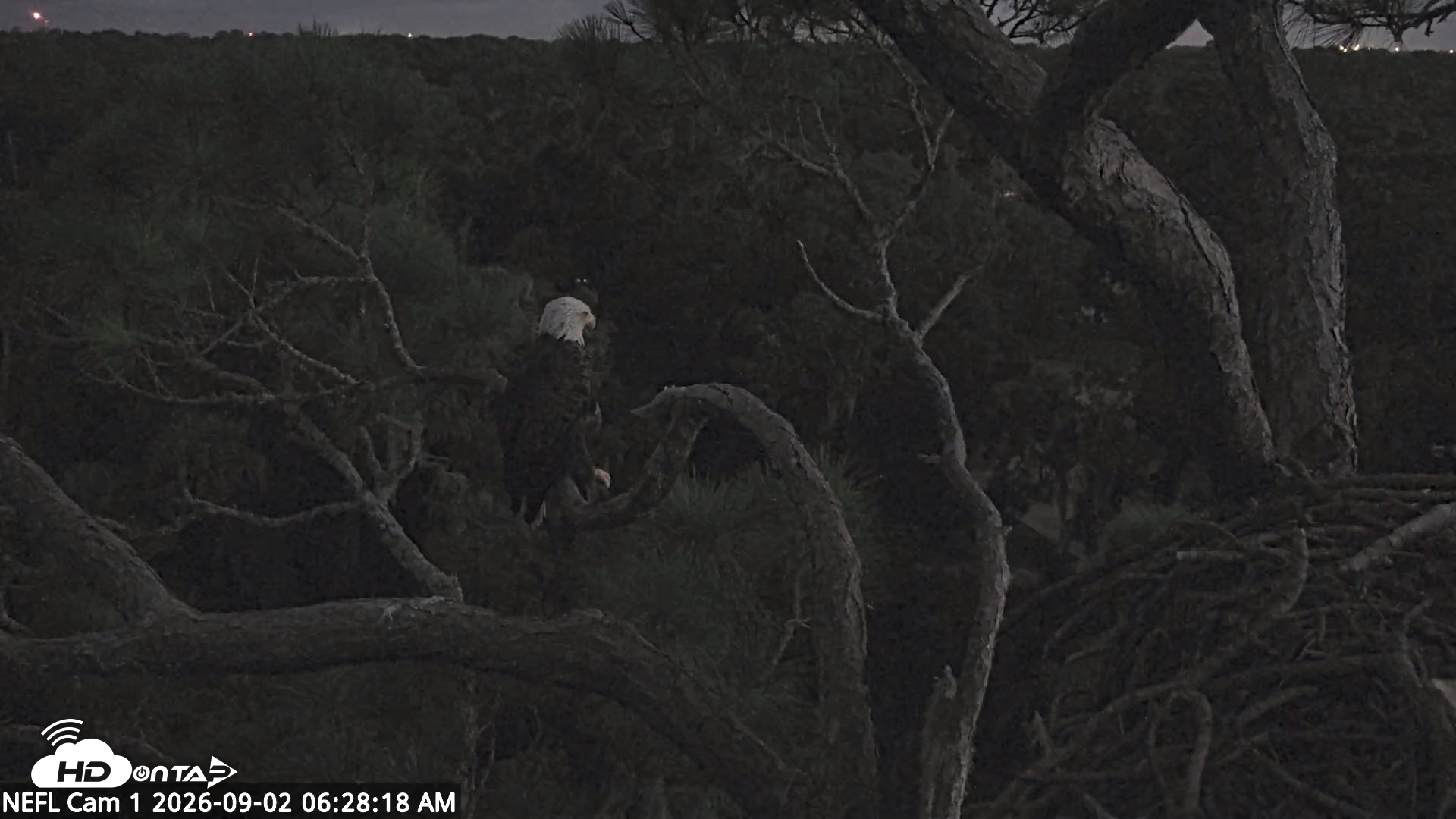 Snapshot of NE Florida Eagles Live Webcam taken Sep 2, 2026, 6:29am EDT