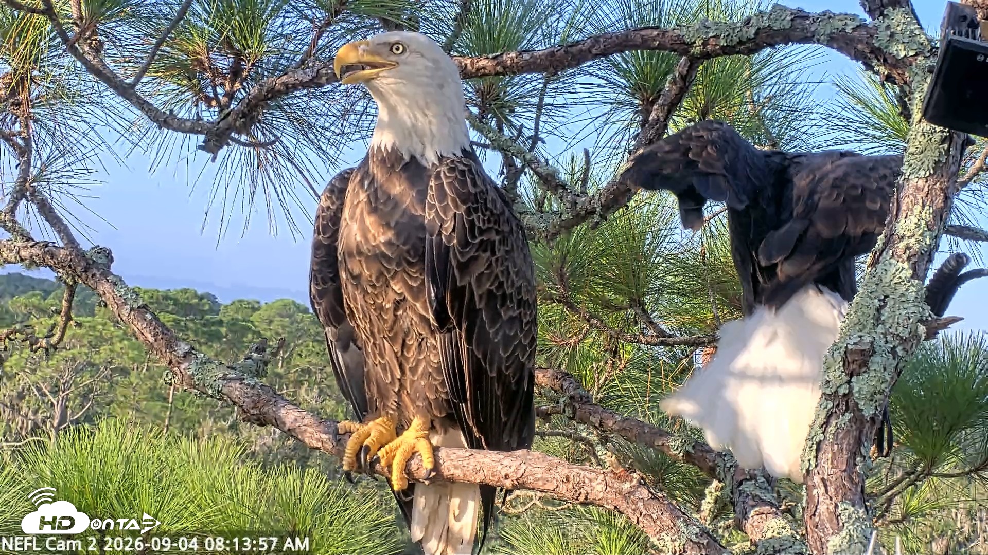 Snapshot of NE Florida Eagles Live Webcam taken Sep 4, 2026, 8:14am EDT