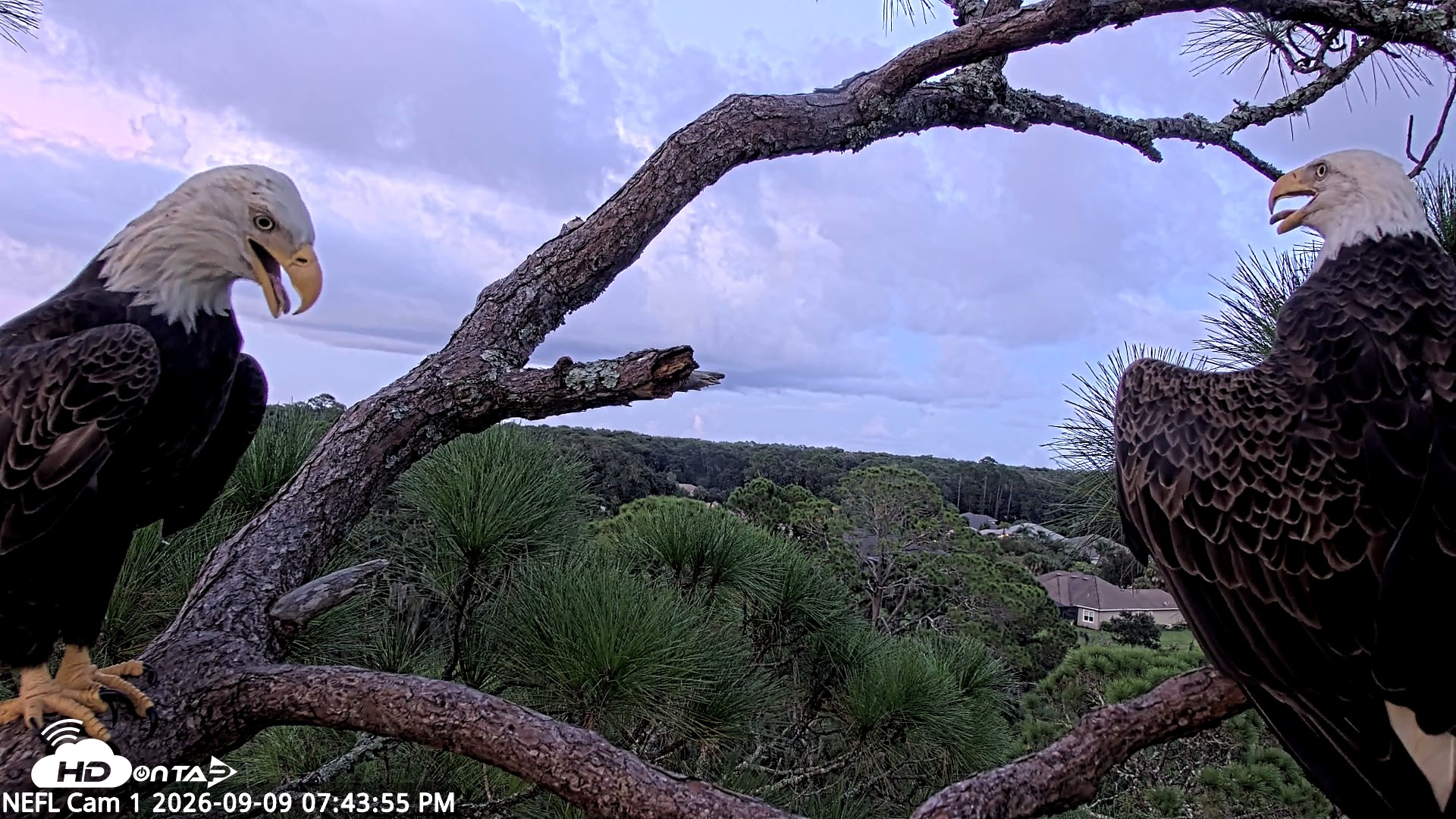 Snapshot of NE Florida Eagles Live Webcam taken Sep 9, 2026, 7:44pm EDT
