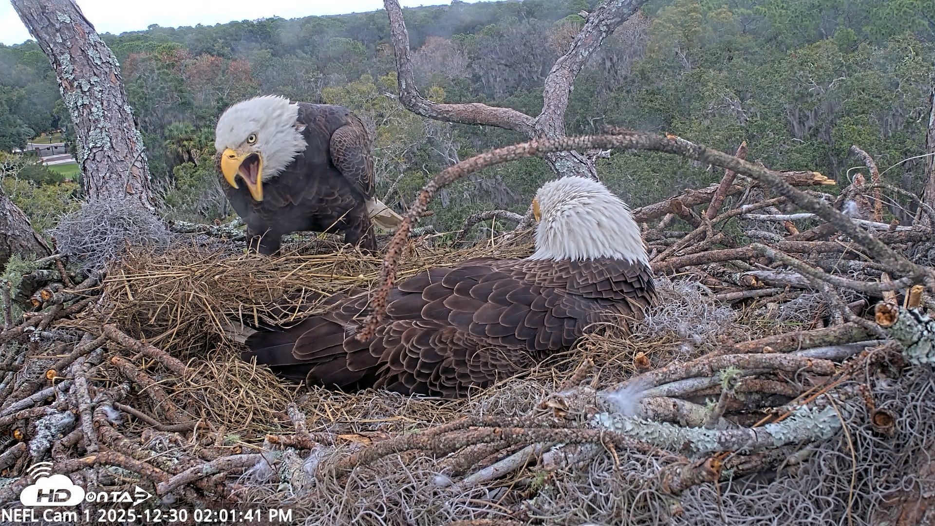Snapshot of NE Florida Eagles Live Webcam taken Dec 30, 2025, 2:02pm EST
