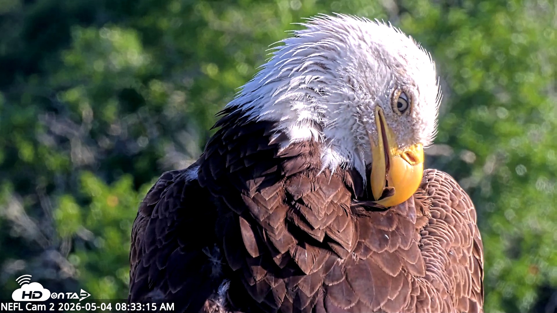 Snapshot of NE Florida Eagles Live Webcam taken May 4, 2026, 8:35am EDT