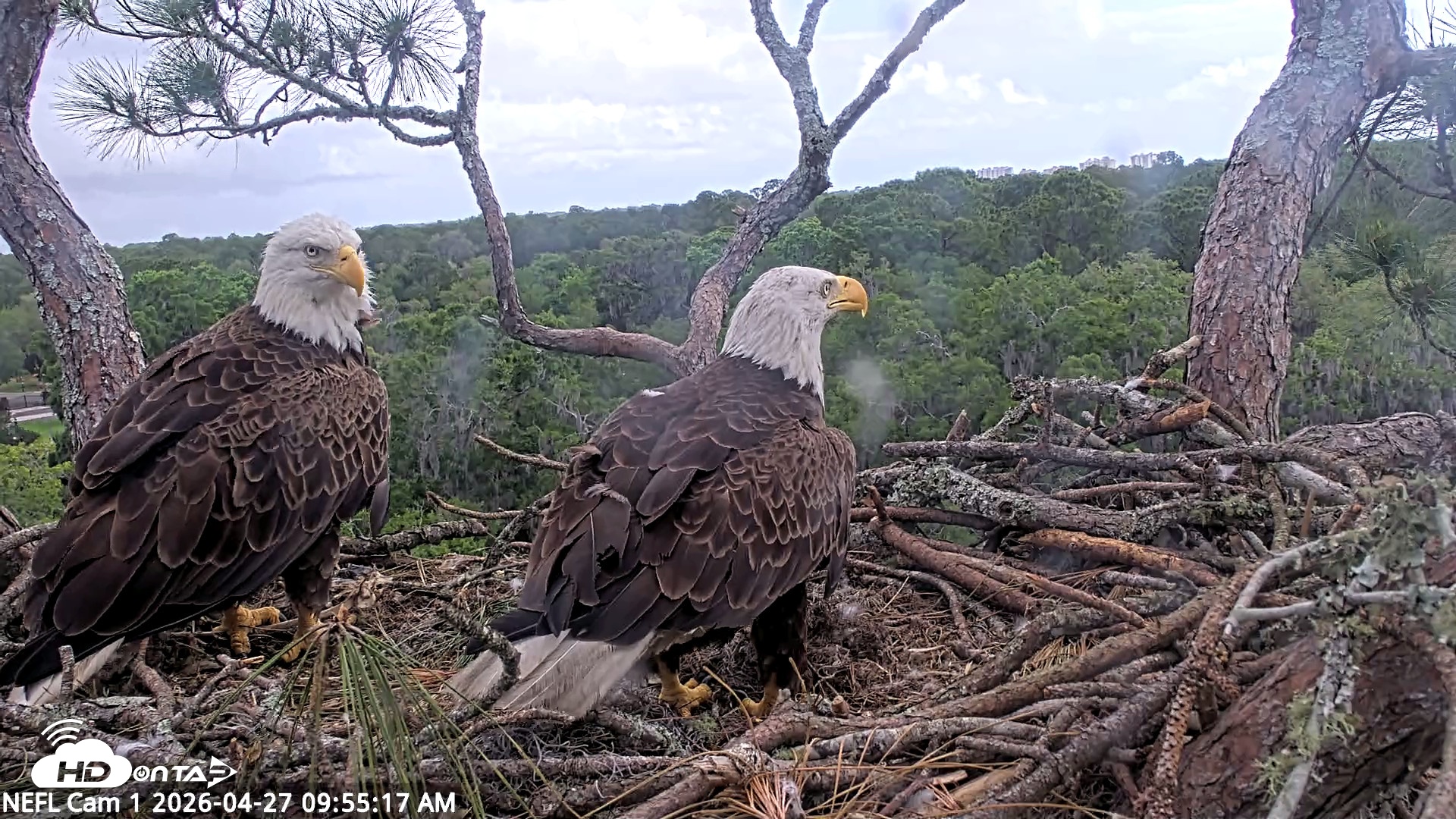 Snapshot of NE Florida Eagles Live Webcam taken Apr 27, 2026, 9:56am EDT