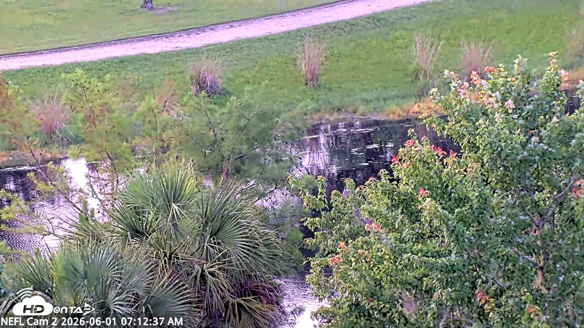 Snapshot of NE Florida Eagles Live Webcam taken Jun 1, 2026, 7:13am EDT