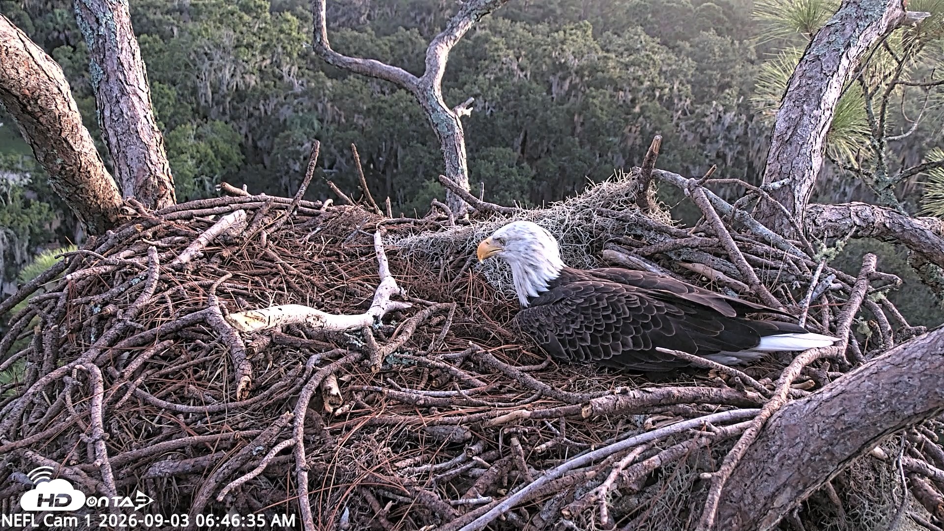 Snapshot of NE Florida Eagles Live Webcam taken Sep 3, 2026, 6:48am EDT