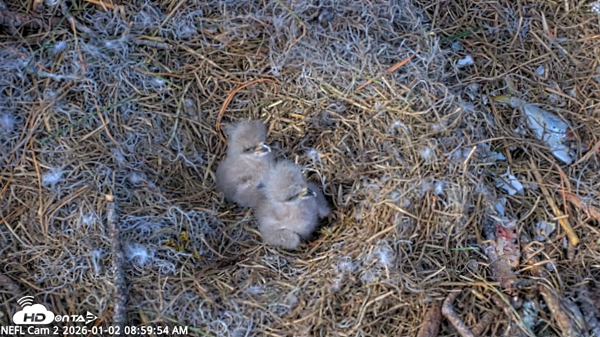Snapshot of NE Florida Eagles Live Webcam taken Jan 2, 2026, 9:00am EST