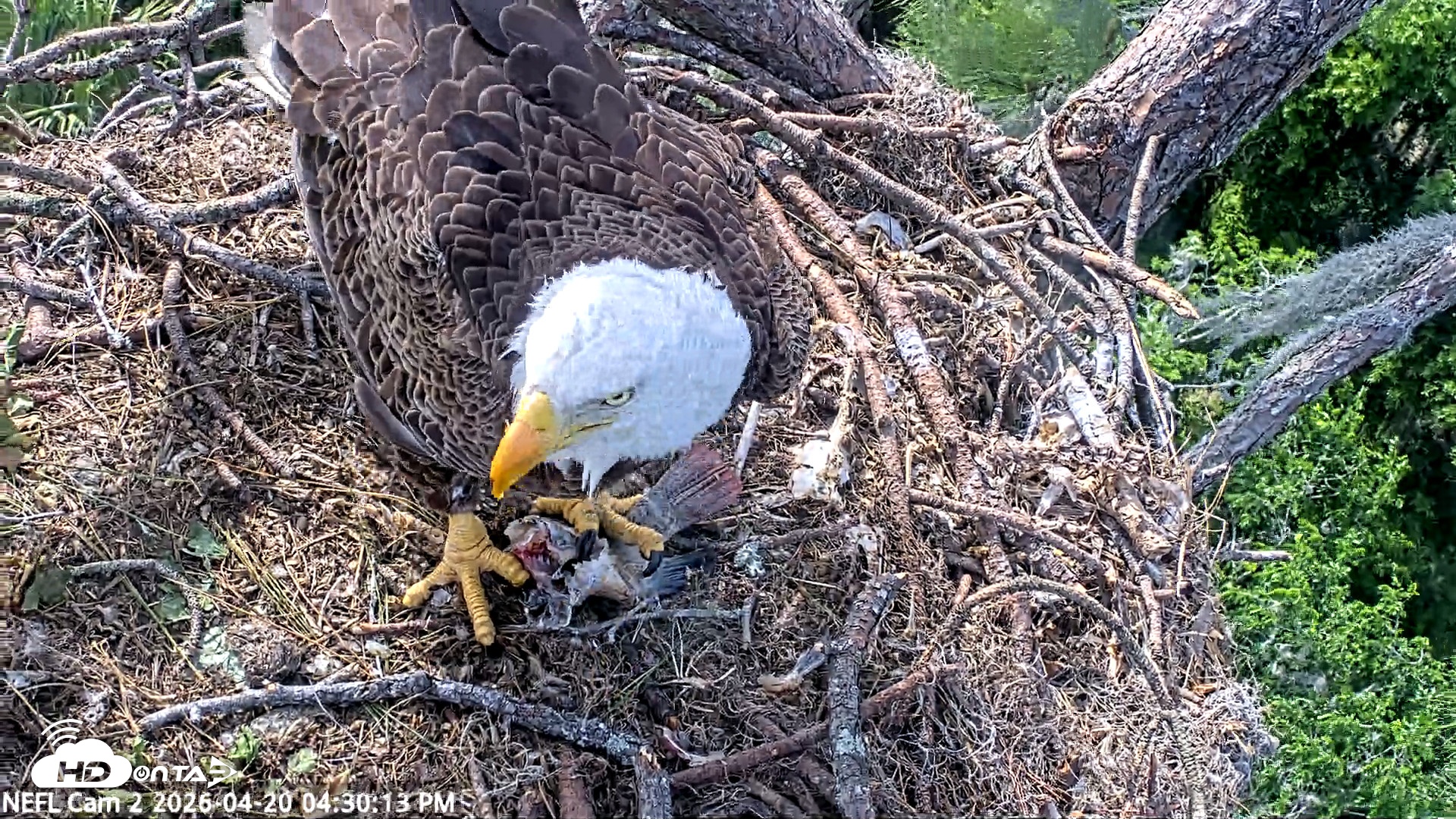 Snapshot of NE Florida Eagles Live Webcam taken Apr 20, 2026, 4:31pm EDT