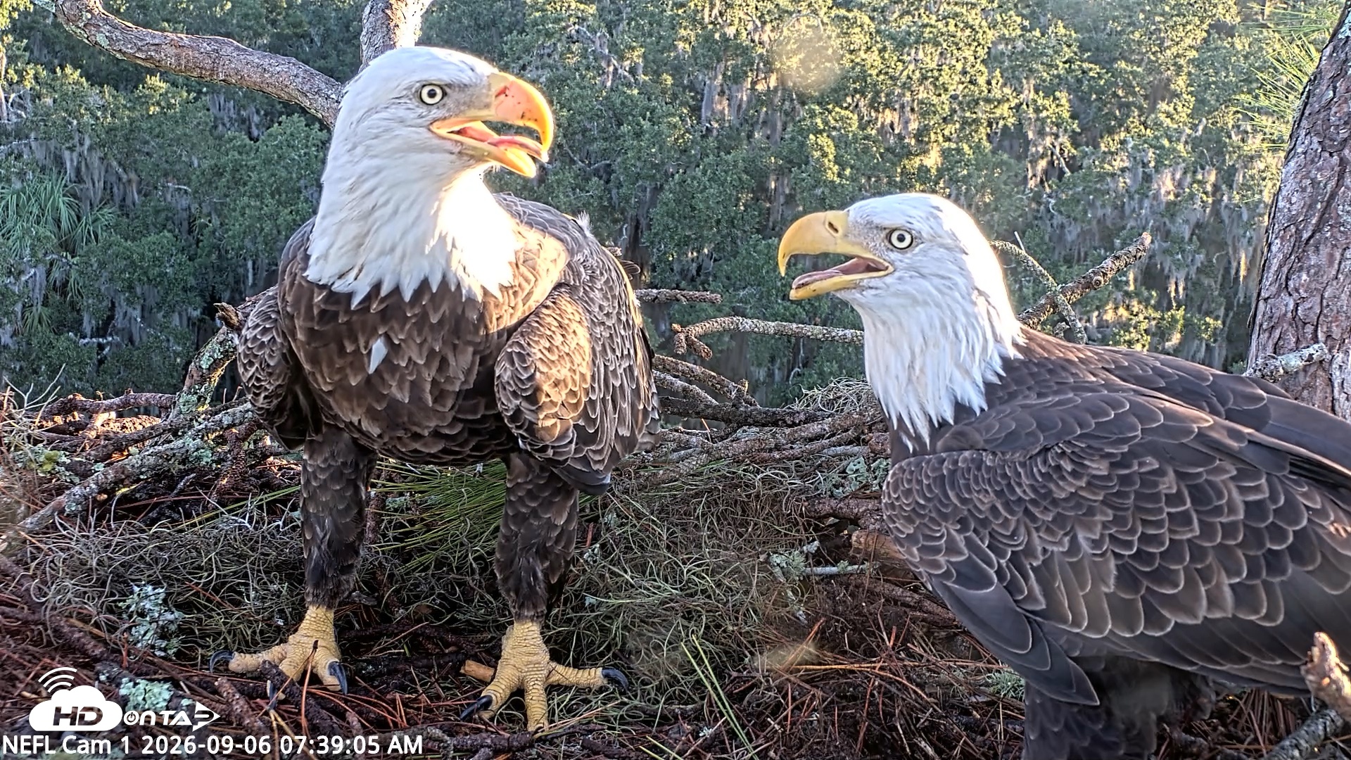 Snapshot of NE Florida Eagles Live Webcam taken Sep 6, 2026, 7:40am EDT