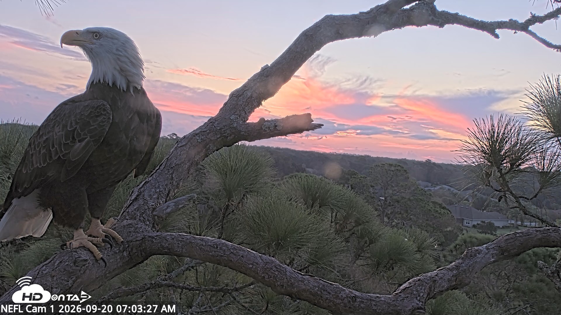 Snapshot of NE Florida Eagles Live Webcam taken Sep 20, 2026, 7:04am EDT