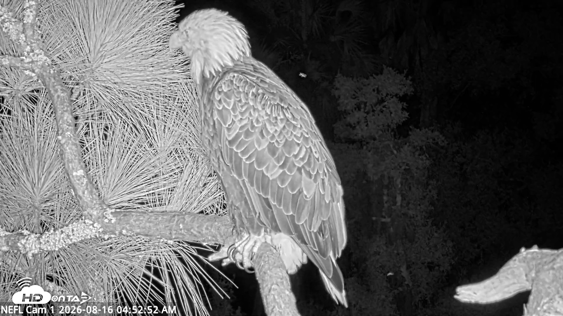 Snapshot of NE Florida Eagles Live Webcam taken Aug 16, 2026, 4:53am EDT