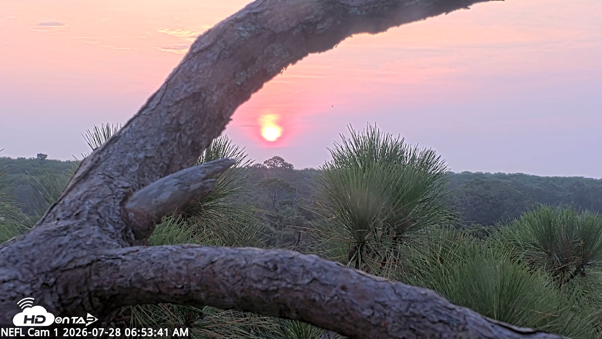 Snapshot of NE Florida Eagles Live Webcam taken Jul 28, 2026, 6:54am EDT