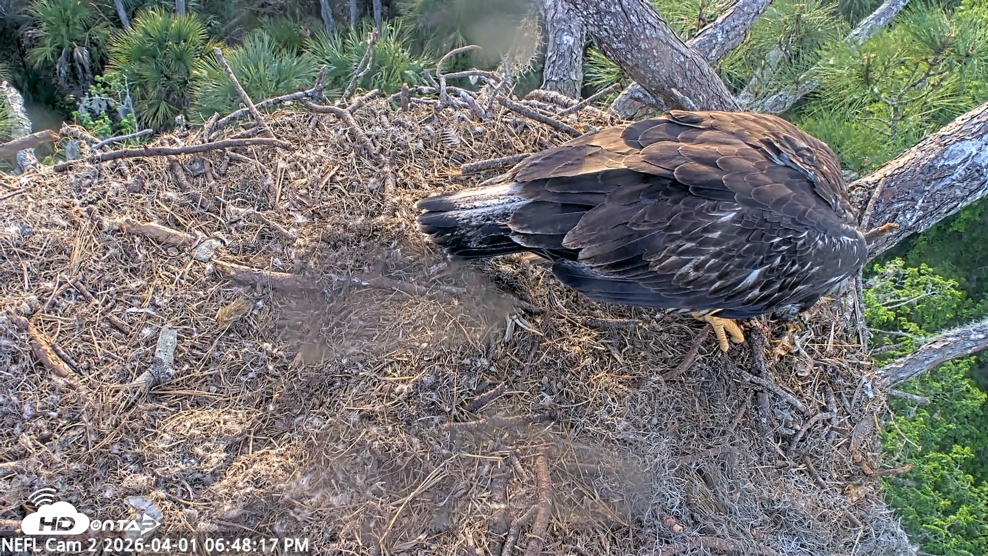 Snapshot of NE Florida Eagles Live Webcam taken Apr 1, 2026, 6:48pm EDT