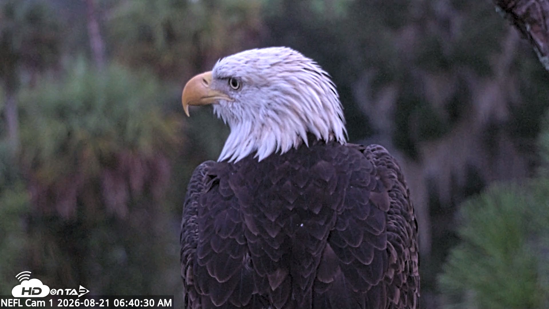 Snapshot of NE Florida Eagles Live Webcam taken Aug 21, 2026, 6:41am EDT
