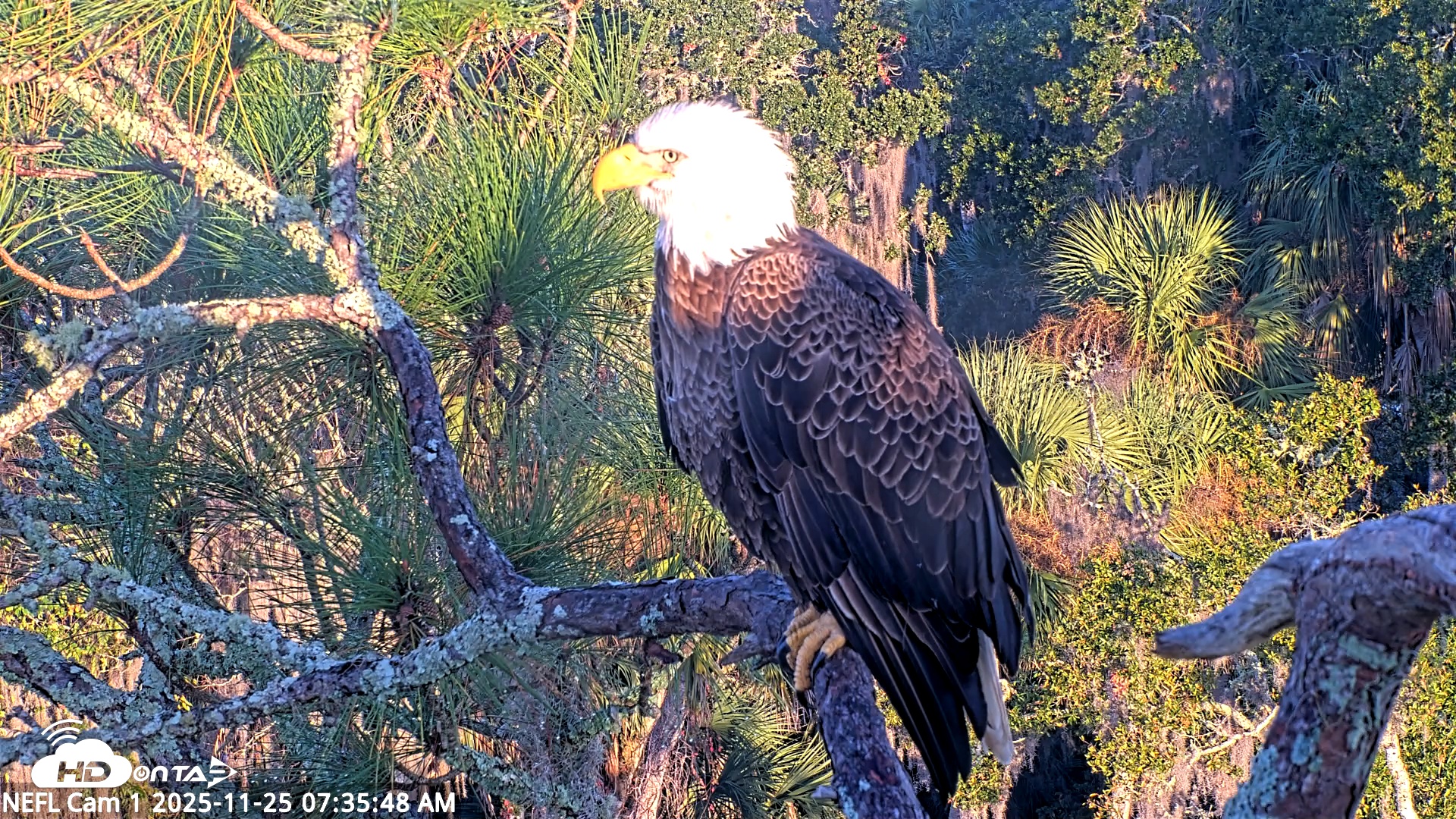 Snapshot of NE Florida Eagles Live Webcam taken Nov 25, 2025, 7:36am EST