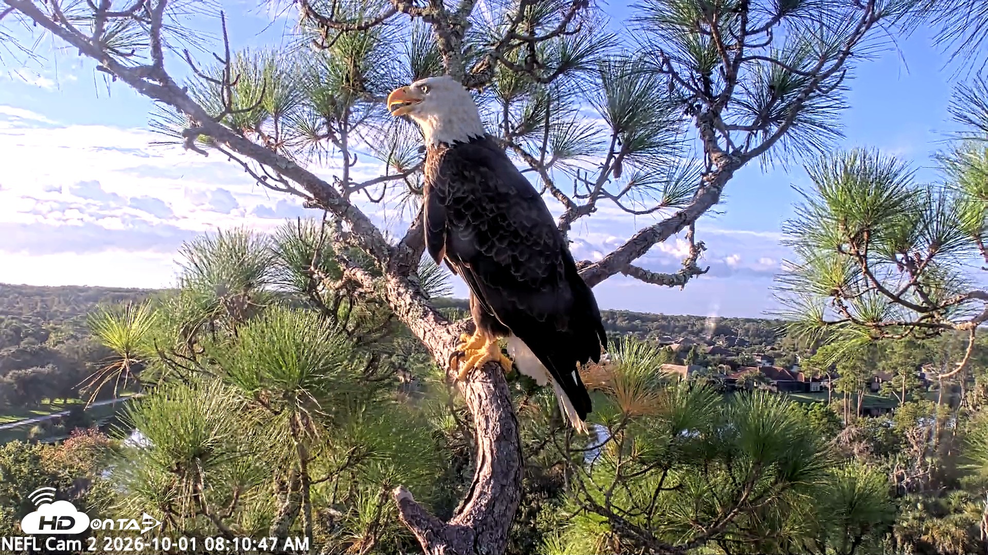 Snapshot of NE Florida Eagles Live Webcam taken Oct 1, 2026, 8:12am EDT