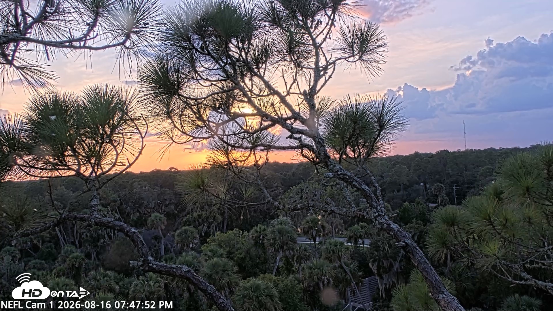 Snapshot of NE Florida Eagles Live Webcam taken Aug 16, 2026, 7:48pm EDT