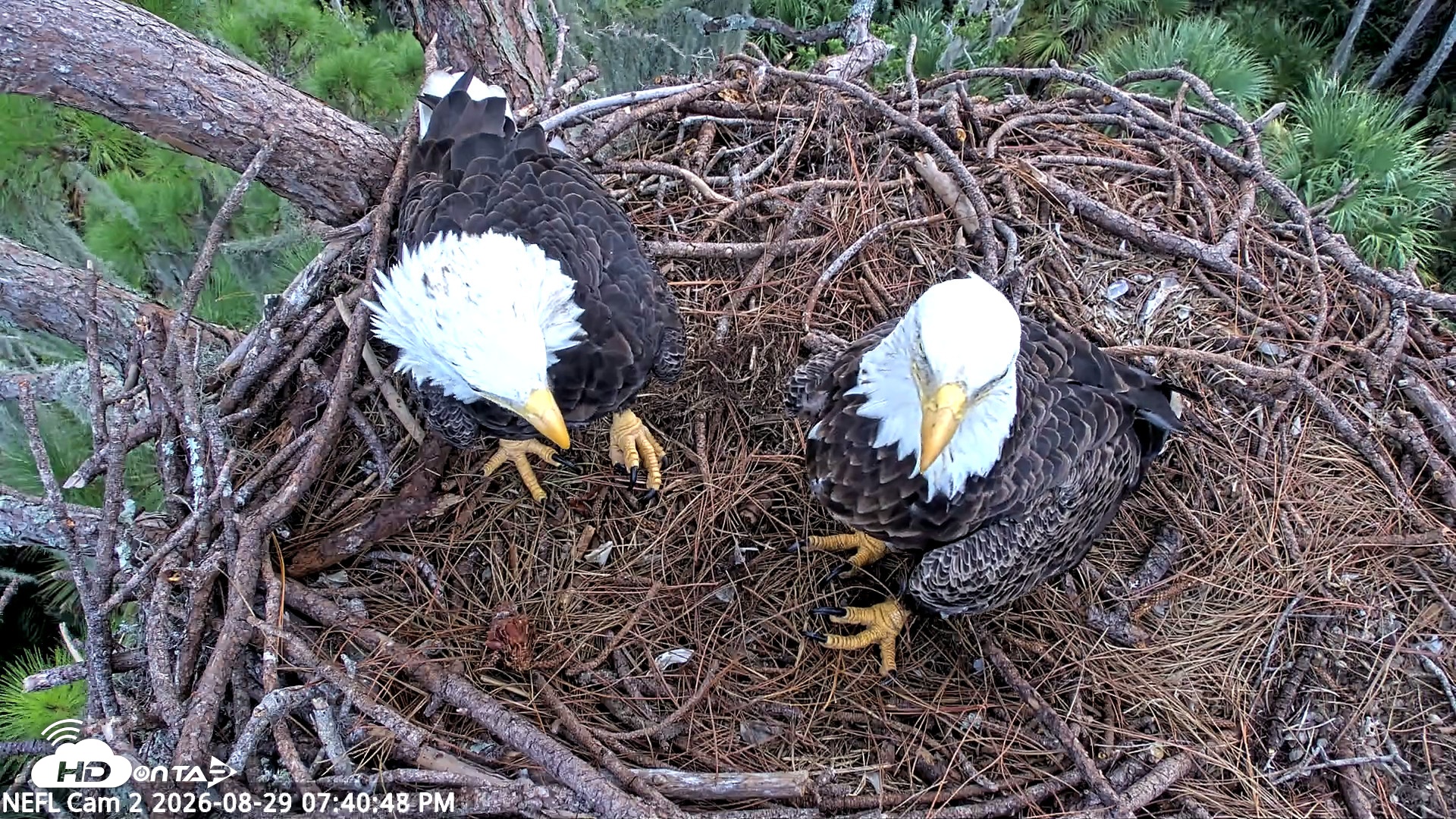 Snapshot of NE Florida Eagles Live Webcam taken Aug 29, 2026, 7:41pm EDT