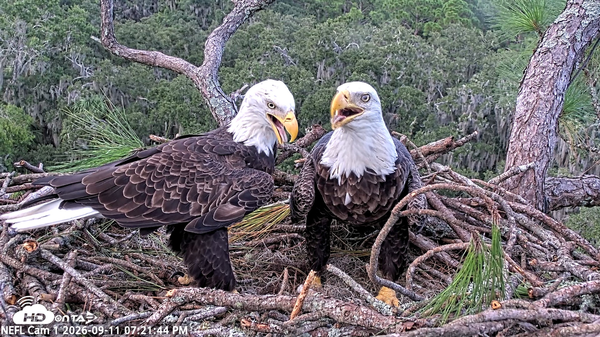 Snapshot of NE Florida Eagles Live Webcam taken Sep 11, 2026, 7:22pm EDT