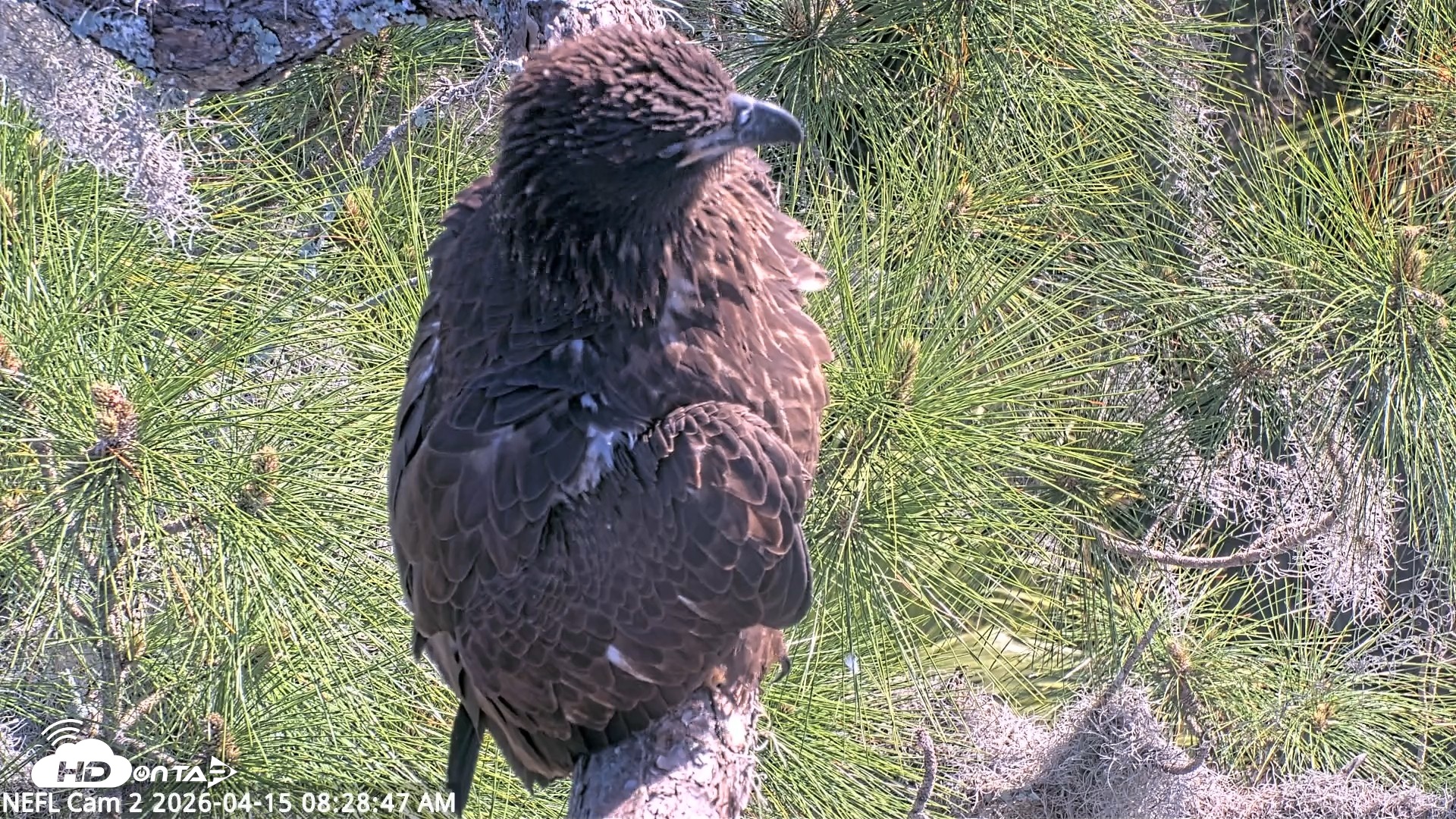 Snapshot of NE Florida Eagles Live Webcam taken Apr 15, 2026, 8:29am EDT