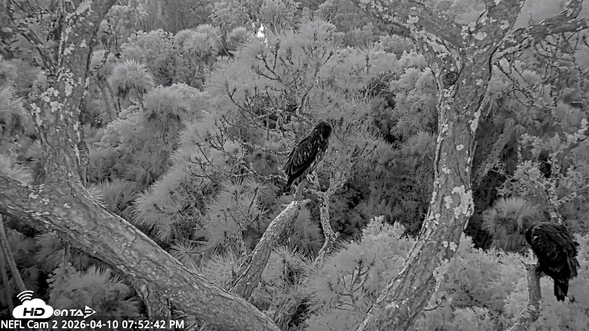 Snapshot of NE Florida Eagles Live Webcam taken Apr 10, 2026, 7:53pm EDT