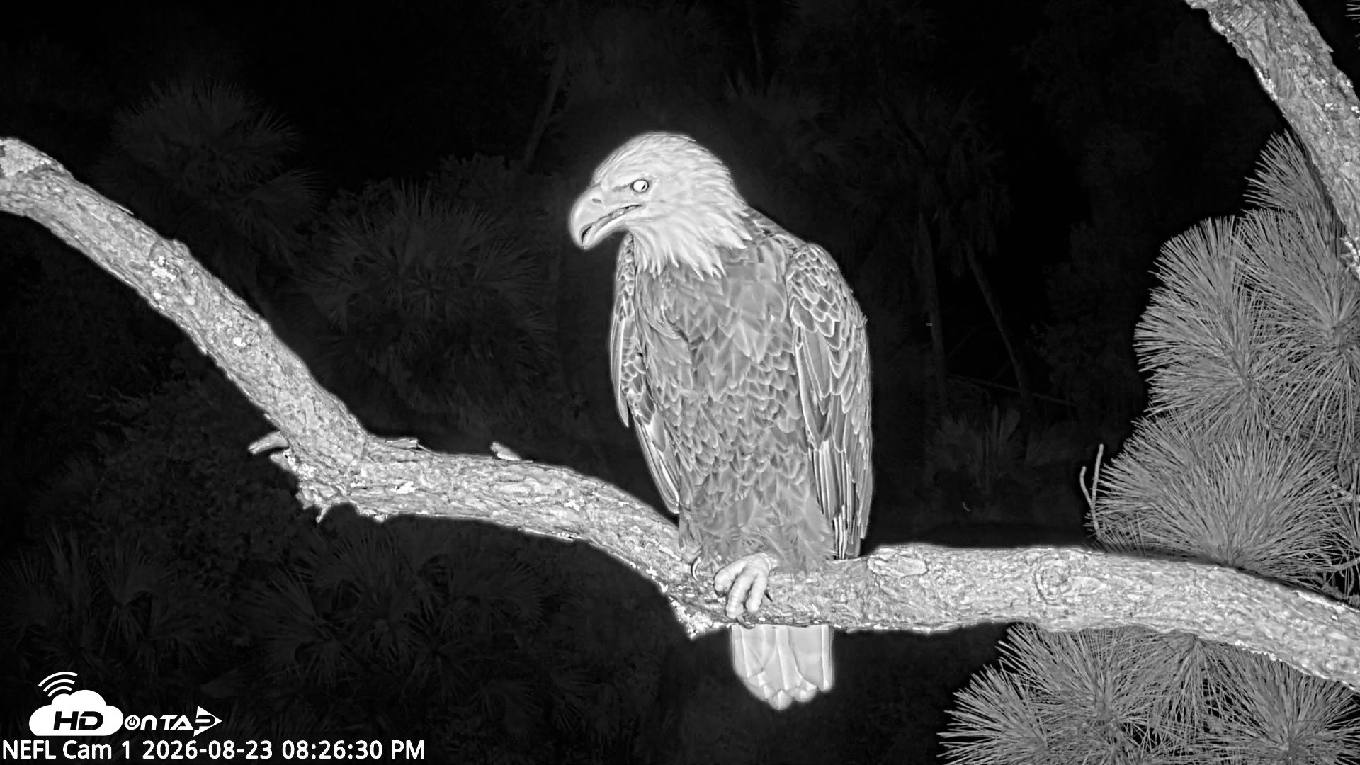 Snapshot of NE Florida Eagles Live Webcam taken Aug 23, 2026, 8:27pm EDT