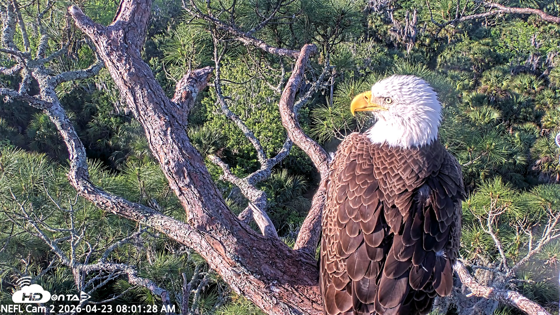 Snapshot of NE Florida Eagles Live Webcam taken Apr 23, 2026, 8:02am EDT