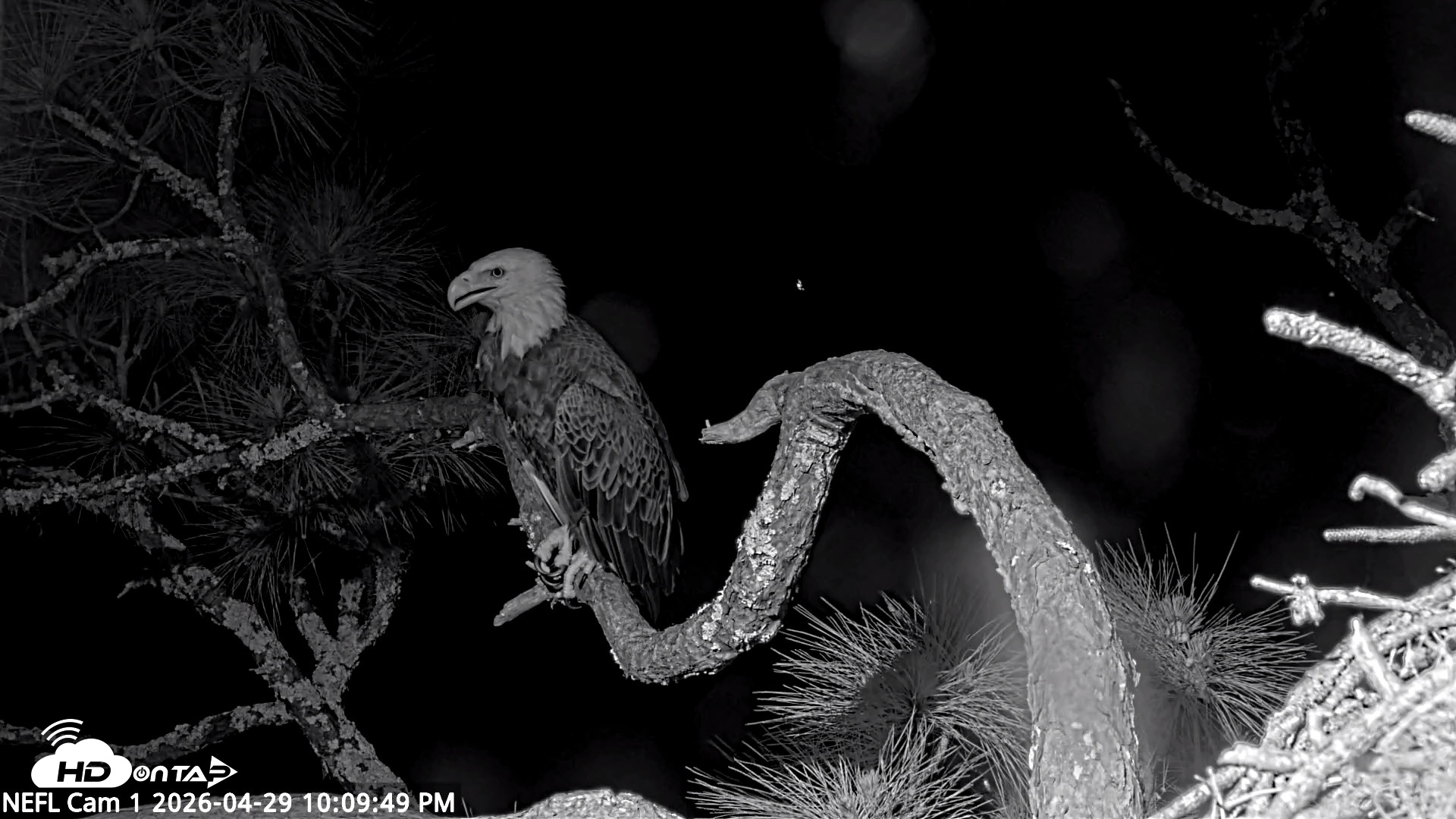 Snapshot of NE Florida Eagles Live Webcam taken Apr 29, 2026, 10:12pm EDT