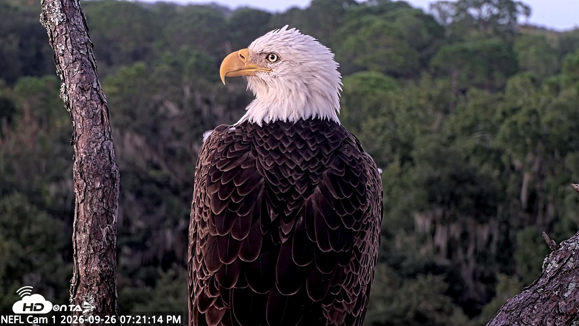 Snapshot of NE Florida Eagles Live Webcam taken Sep 26, 2026, 7:22pm EDT