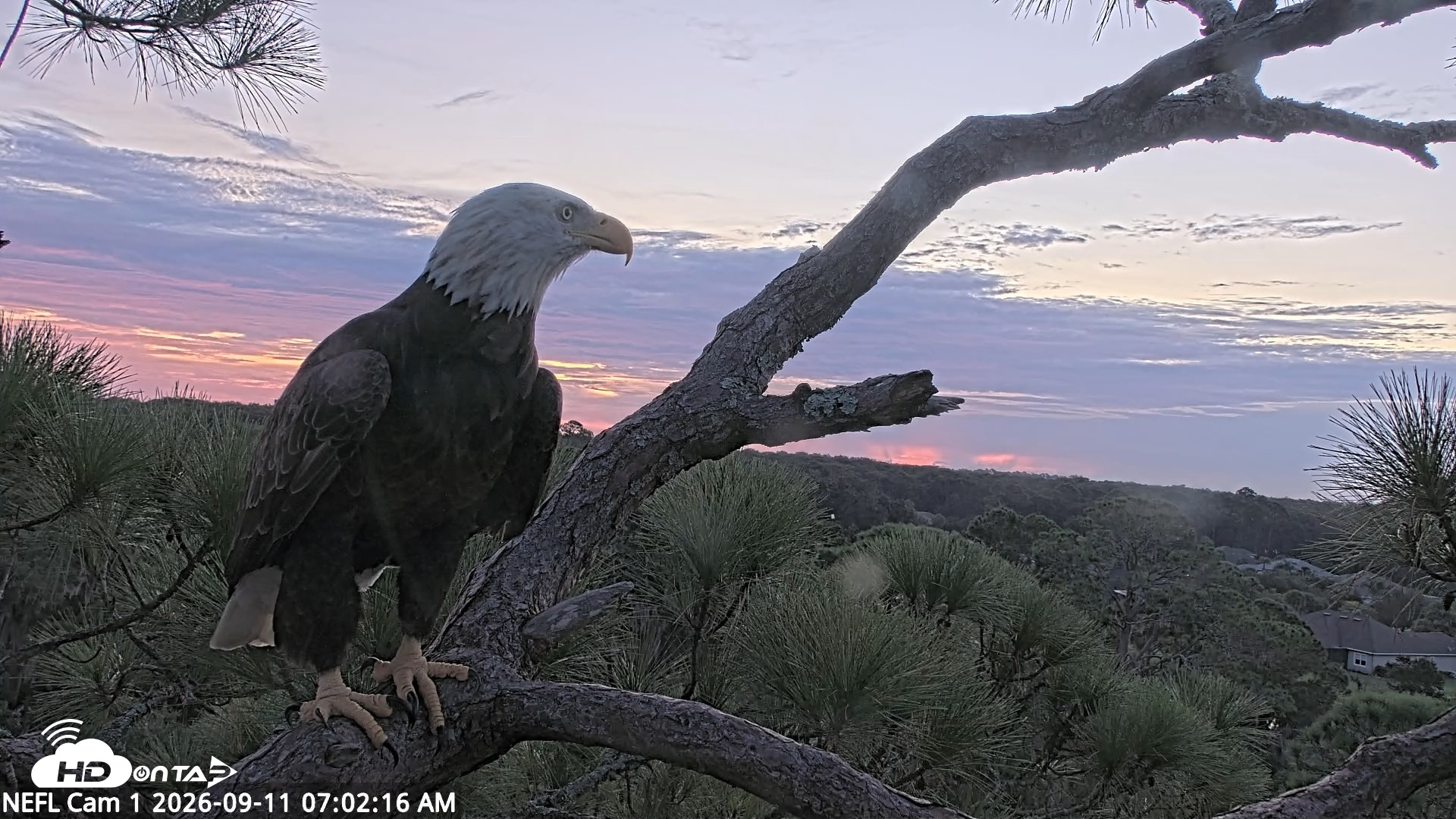 Snapshot of NE Florida Eagles Live Webcam taken Sep 11, 2026, 7:03am EDT