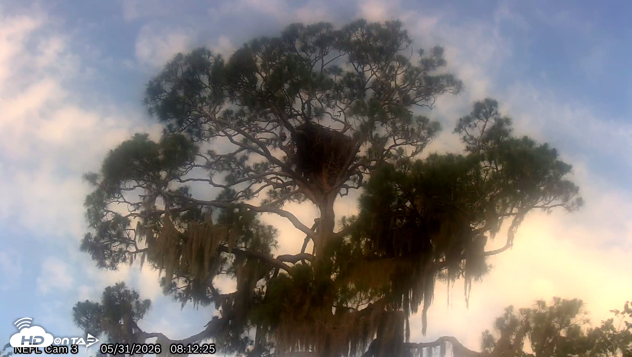 Snapshot of NE Florida Eagles Live Webcam taken May 31, 2026, 8:15am EDT