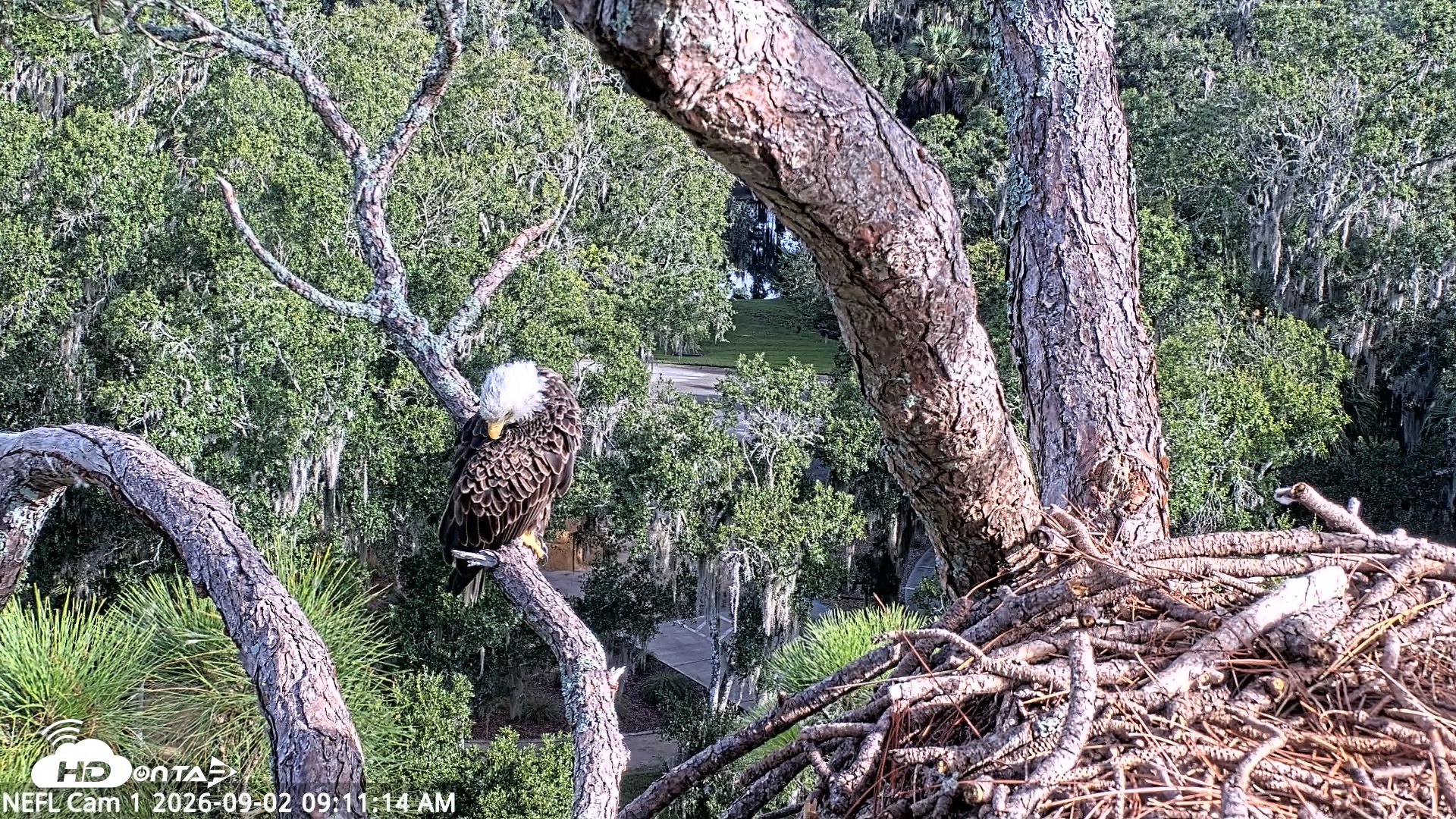 Snapshot of NE Florida Eagles Live Webcam taken Sep 2, 2026, 9:12am EDT