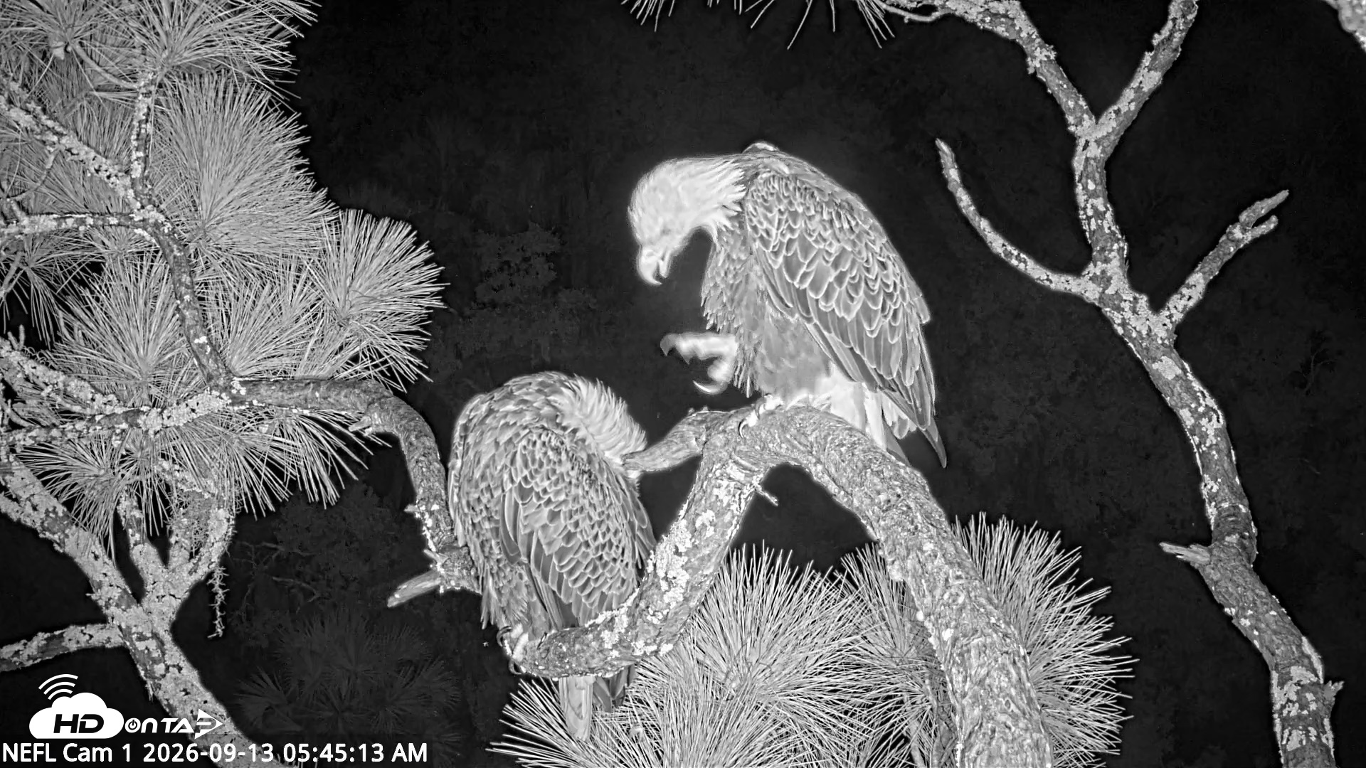Snapshot of NE Florida Eagles Live Webcam taken Sep 13, 2026, 5:46am EDT