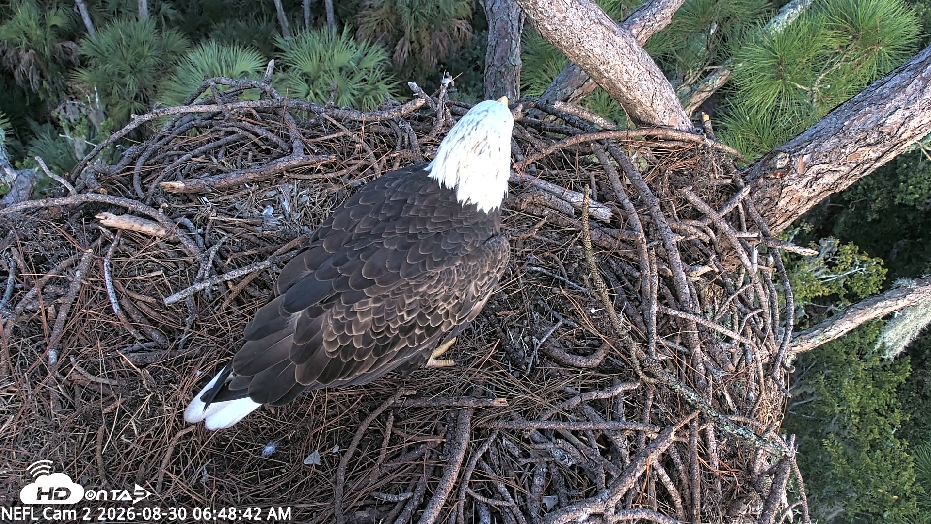 Snapshot of NE Florida Eagles Live Webcam taken Aug 30, 2026, 6:49am EDT