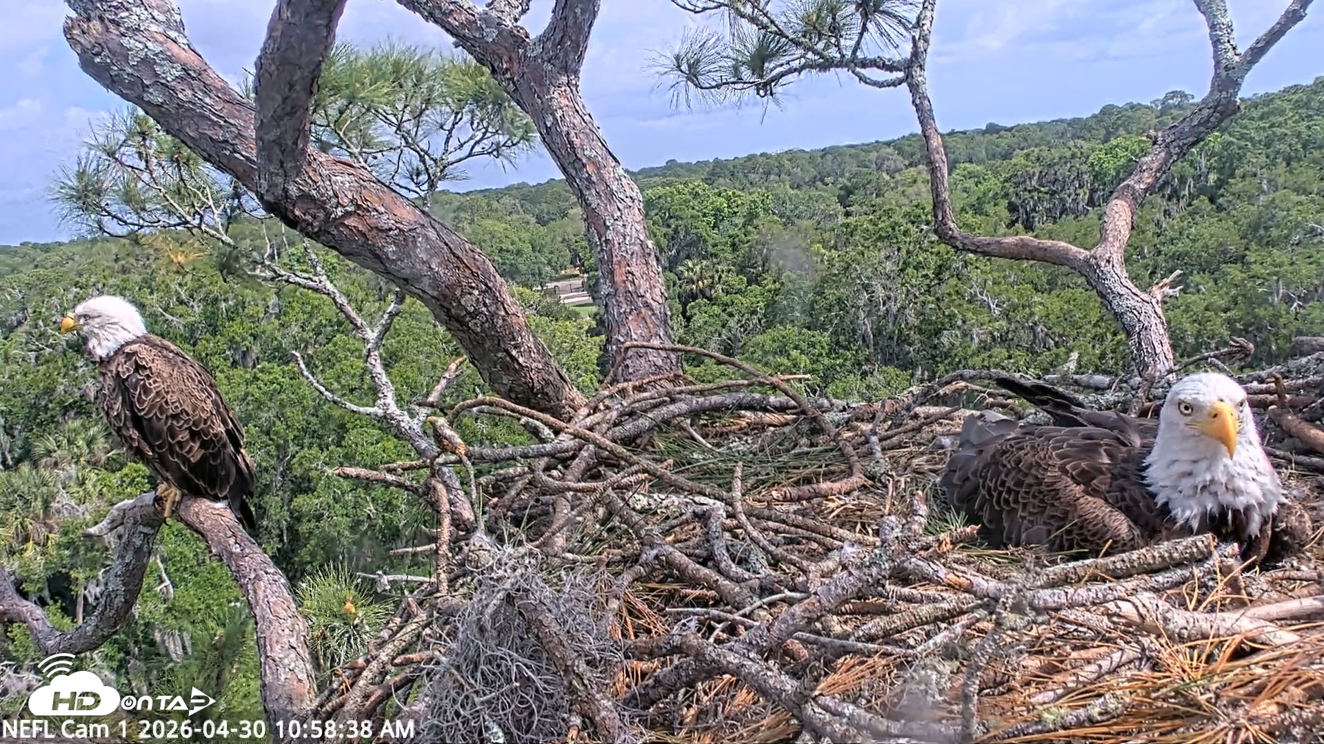 Snapshot of NE Florida Eagles Live Webcam taken Apr 30, 2026, 10:59am EDT