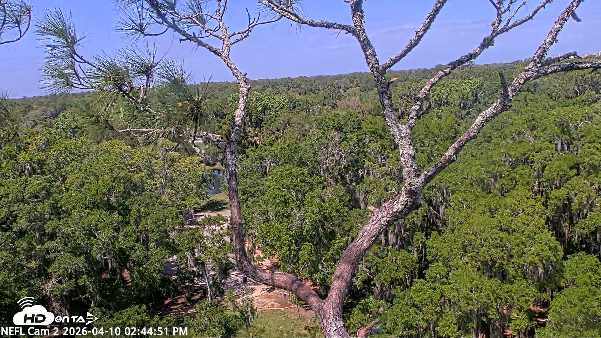 Snapshot of NE Florida Eagles Live Webcam taken Apr 10, 2026, 2:45pm EDT