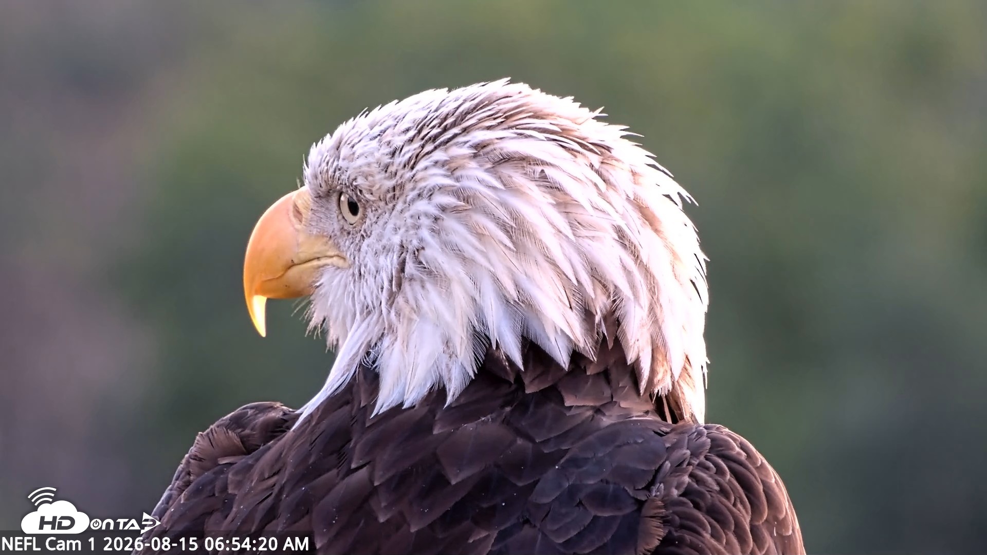 Snapshot of NE Florida Eagles Live Webcam taken Aug 15, 2026, 6:55am EDT