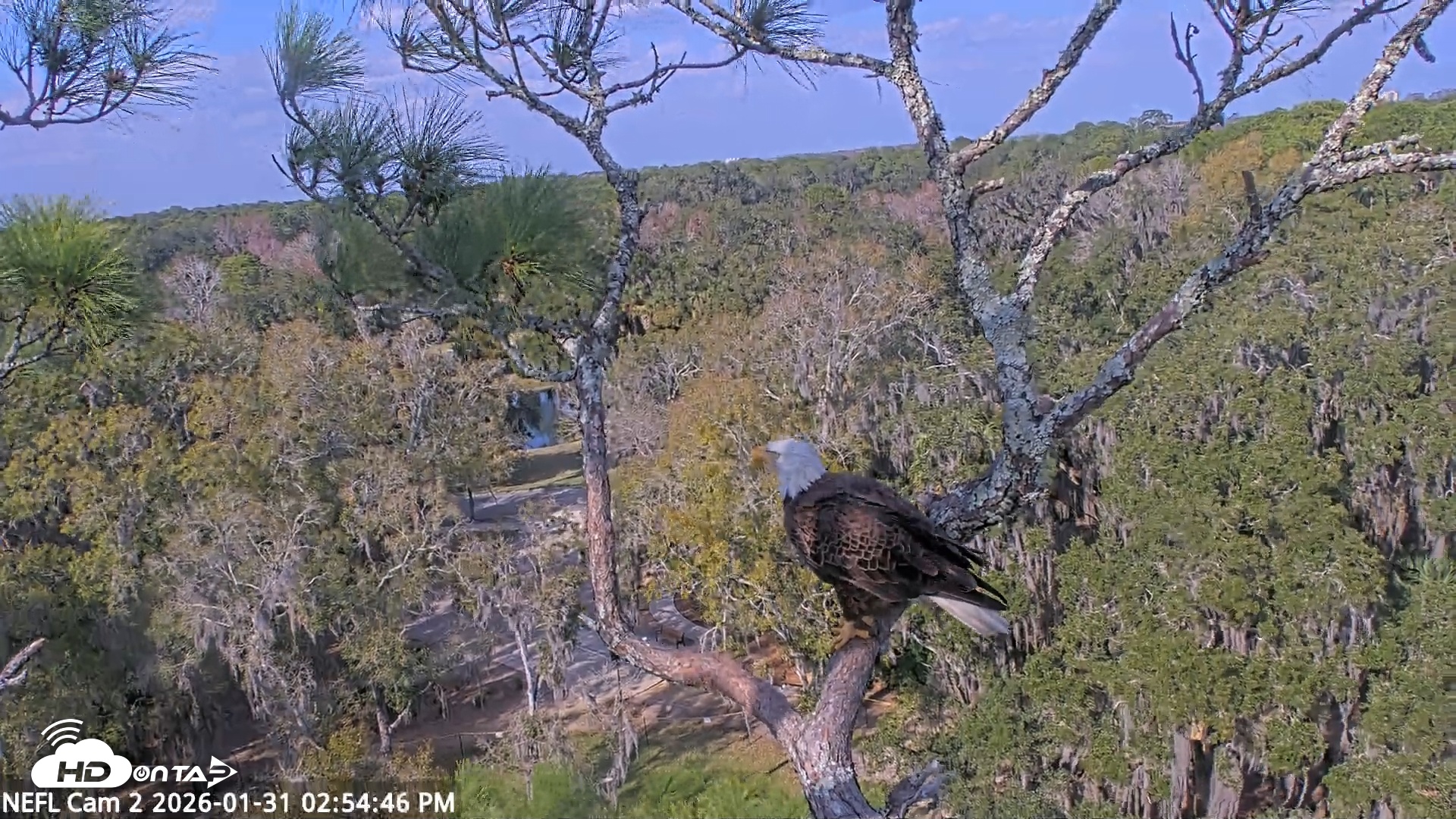 Snapshot of NE Florida Eagles Live Webcam taken Jan 31, 2026, 2:55pm EST