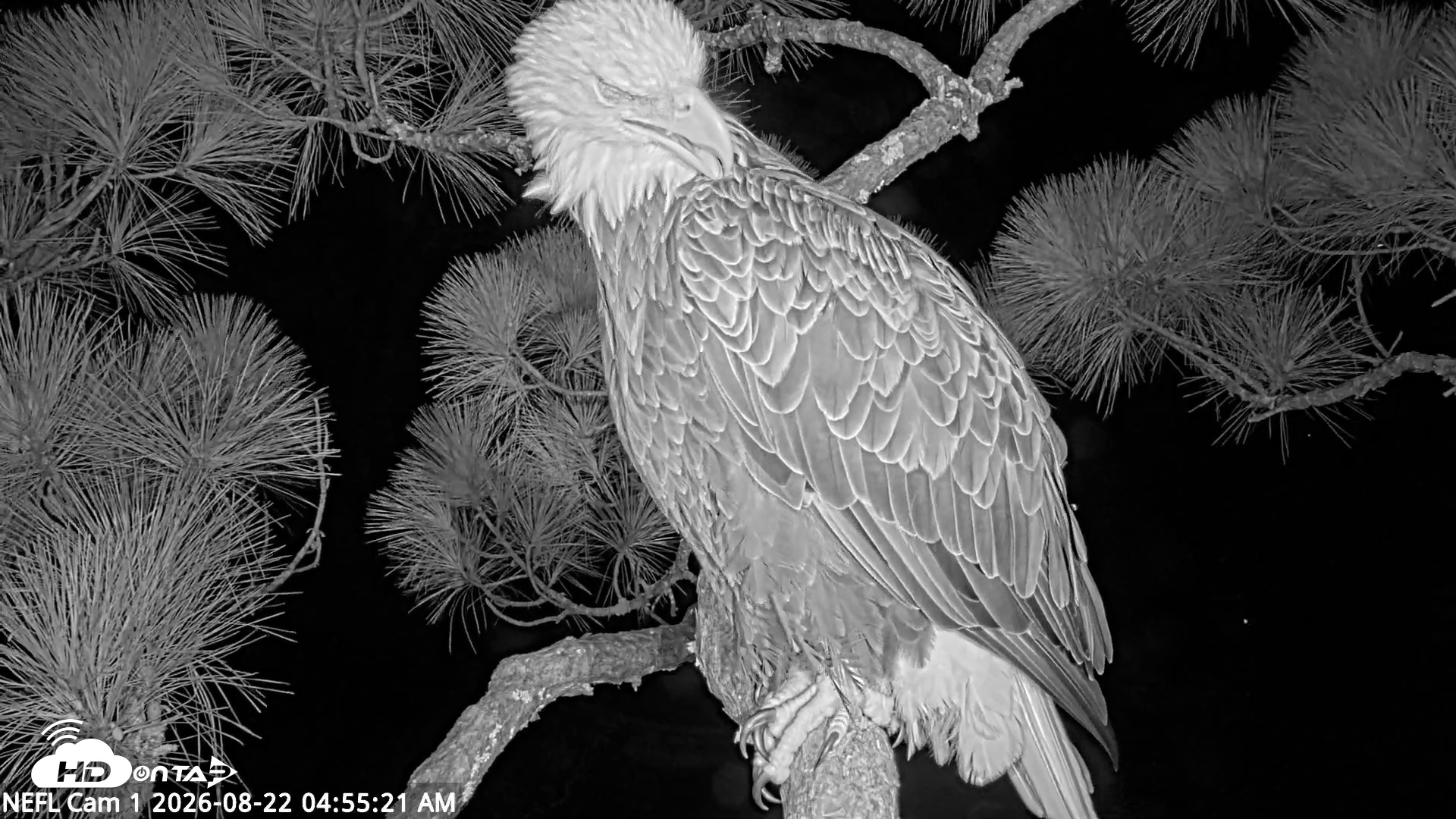 Snapshot of NE Florida Eagles Live Webcam taken Aug 22, 2026, 4:56am EDT