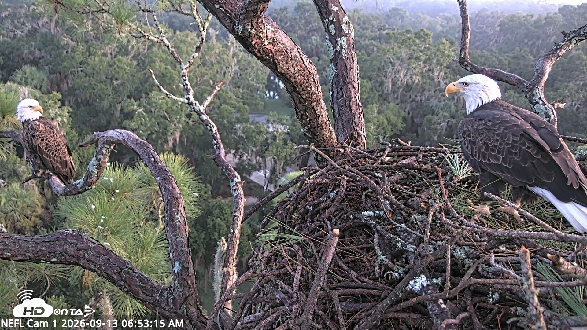 Snapshot of NE Florida Eagles Live Webcam taken Sep 13, 2026, 6:54am EDT