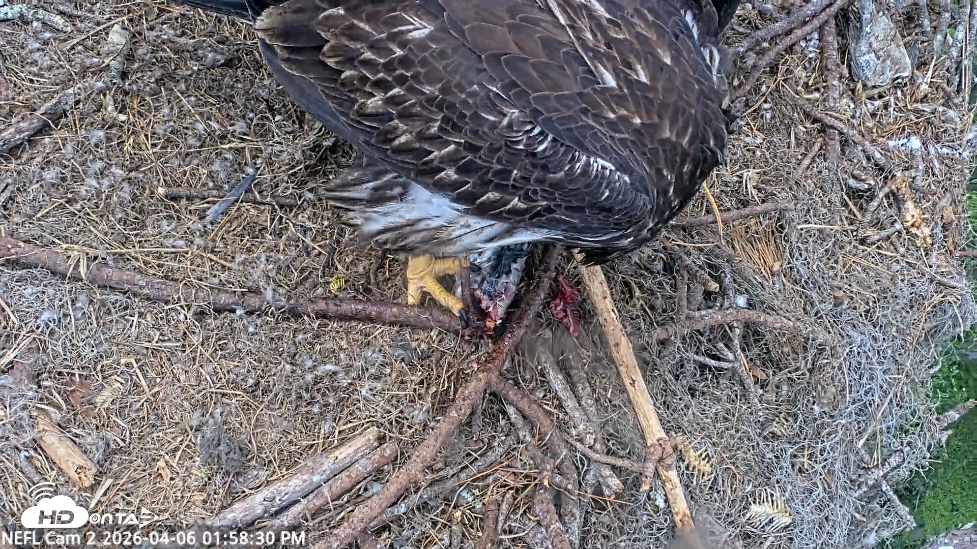 Snapshot of NE Florida Eagles Live Webcam taken Apr 6, 2026, 1:59pm EDT