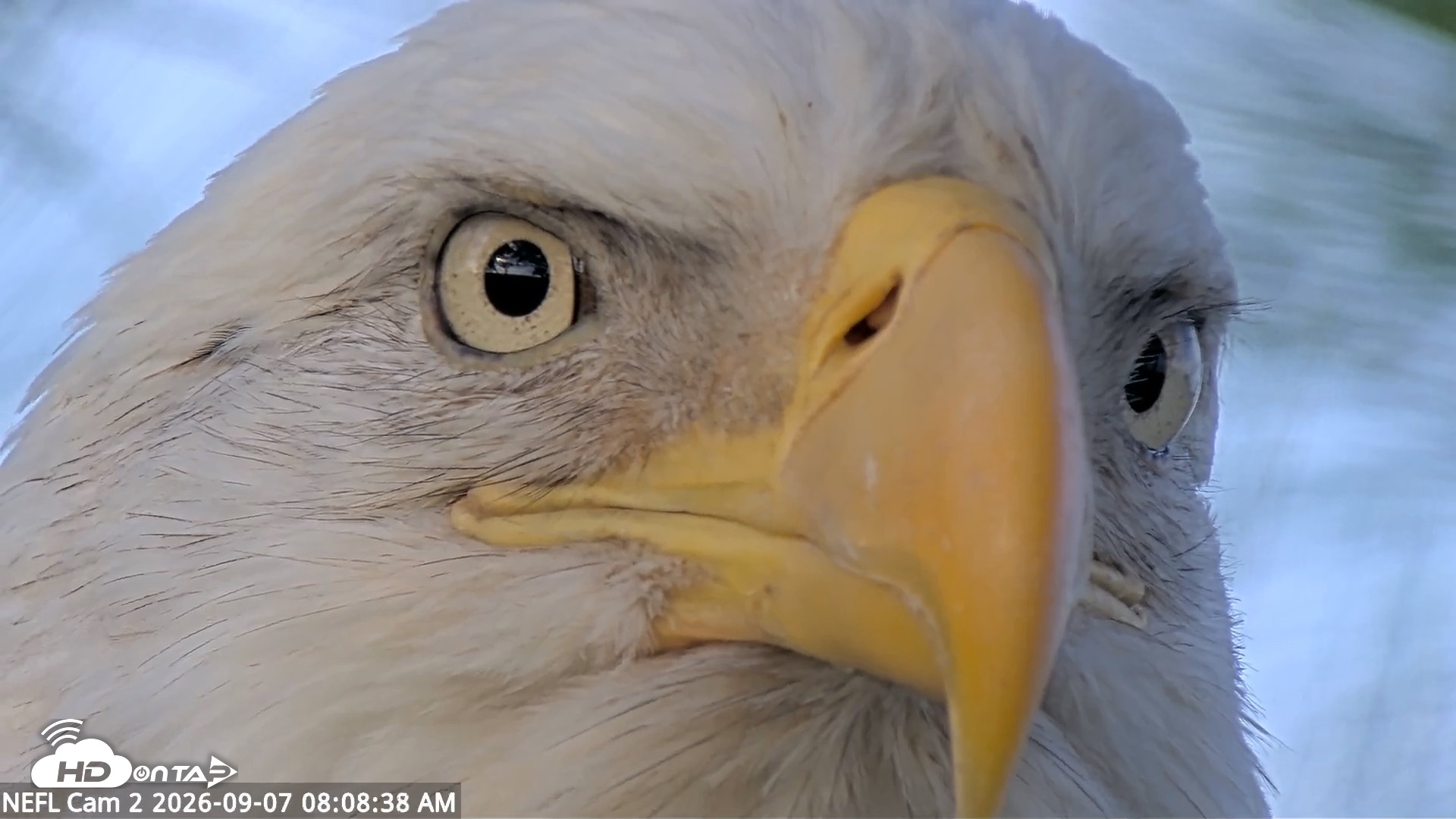 Snapshot of NE Florida Eagles Live Webcam taken Sep 7, 2026, 8:09am EDT