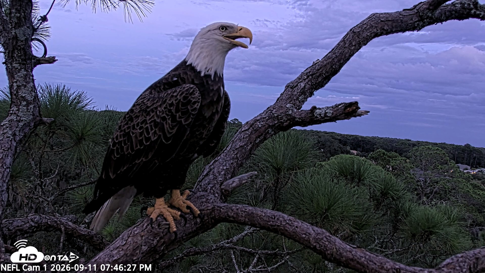 Snapshot of NE Florida Eagles Live Webcam taken Sep 11, 2026, 7:47pm EDT