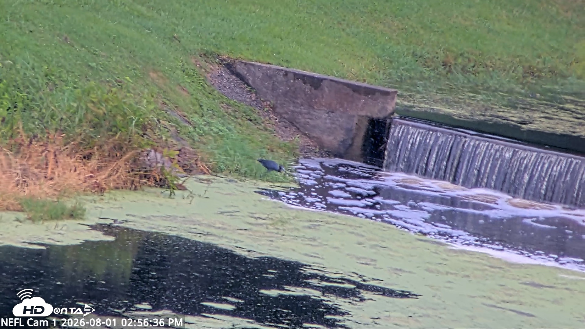 Snapshot of NE Florida Eagles Live Webcam taken Aug 1, 2026, 2:57pm EDT